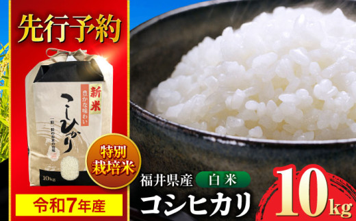 【 新米】　【令和7年産】 福井県産 特別栽培米4 コシヒカリ 白米 10kg / 米 お米 精米 国産米 / 小浜市 / 北川博司 [BFDG002]