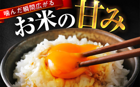 【2か月連続発送】小浜市産コシヒカリ 精米 10kg 若狭の自然が育てたごはん 国産米 福井県 / 白米  地域密着 米問屋 小浜市 / 梅田東米穀店 [BFEK014]
