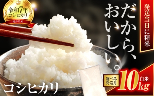 [7月発送]小浜市産コシヒカリ 精米 10kg 若狭の自然が育てたごはん 国産米 福井県 / 白米 地域密着 米問屋 小浜市 / 梅田東米穀店 [BFEK008]