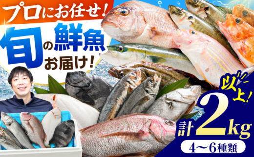 【加福鮮魚】「若狭小浜湾産地直送」旬の天然鮮魚お任せセット！ 計2kg以上    小浜市 / 加福鮮魚 【配送不可地域：北海道、北東北（秋田、青森、岩手）、九州、沖縄、離島】  [BFBC007]