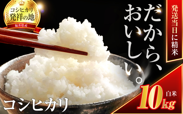 【4月発送】小浜市産コシヒカリ 精米 10kg 若狭の自然が育てたごはん 国産米 福井県 / 白米  地域密着 米問屋 小浜市 / 梅田東米穀店 [BFEK005]