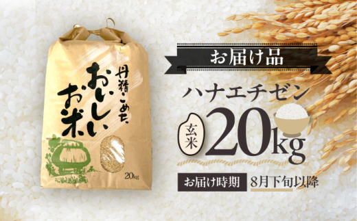 【令和8年産 新米】 【先行予約 /8月下旬より順次発送 】 ハナエチゼン 玄米 10kg×2 （20kg） / 米 お米 健康 小浜市 / 北川博司 [BFDG005]