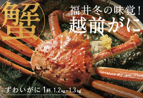 【産地直送】先行予約！ 福井の冬の王様！越前がに 1.2〜1.3kg　2024年11月15日以降発送