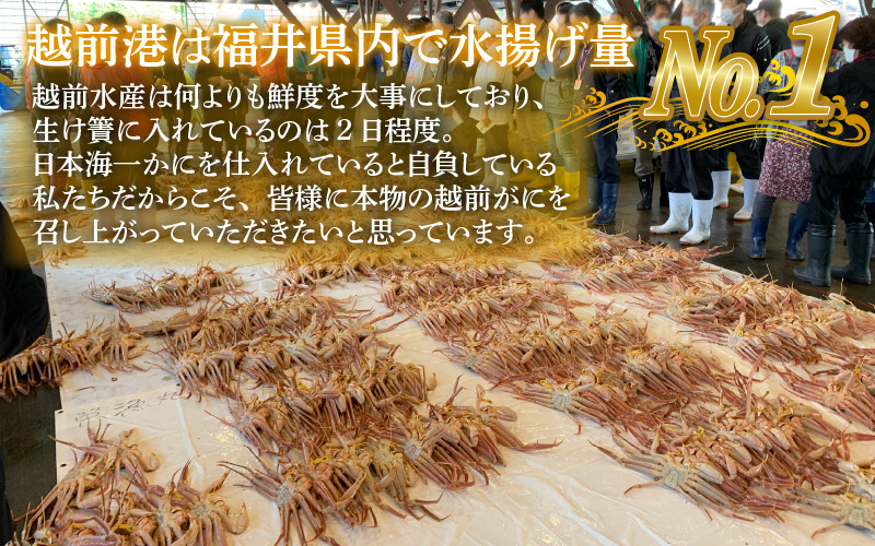 【産地直送】先行予約！　福井の冬の王様！越前がに 1.1〜1.2kg　2024年11月15日以降発送