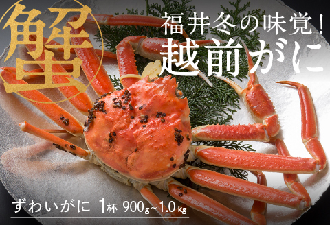 【産地直送】先行予約！ 福井の冬の王様！越前がに 900g〜1.0kg　2024年11月15日以降発送