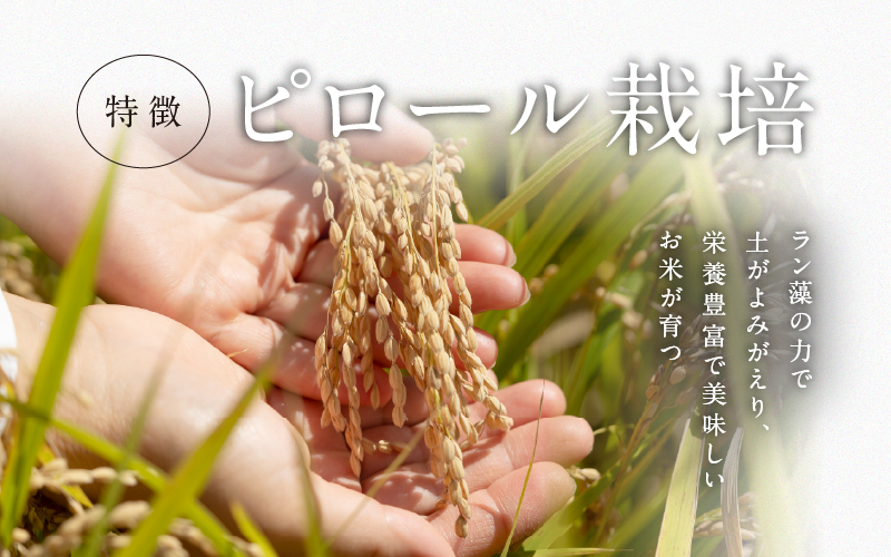 ã什å7幎ç£ããããŒã«èŸ²æ³ å®ç ç±³ ãã®ã¡ã®å£±