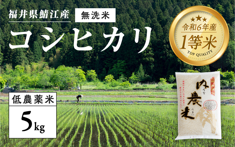 【令和6年産新米】福井県産 内農米 コシヒカリ 無洗米 5kg　