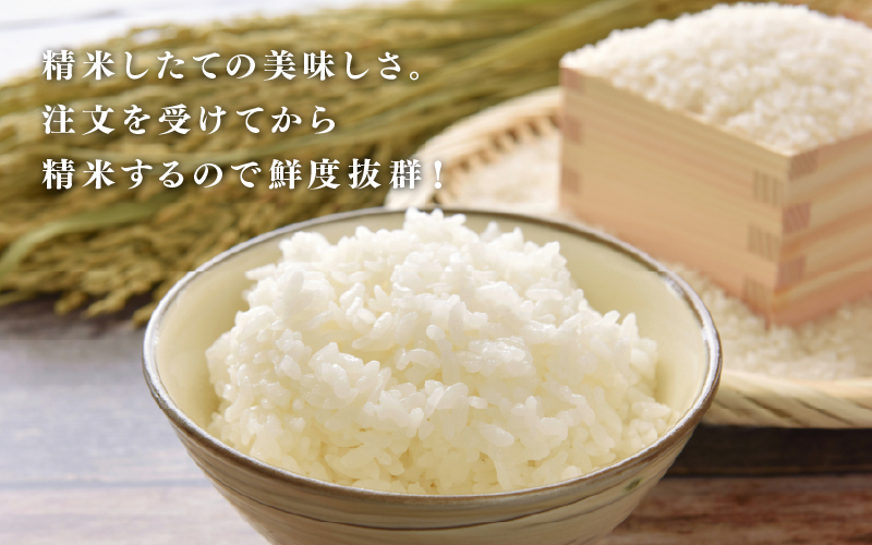 【数量限定！30袋限定販売！】＜2025年11月以降 順次発送予定＞令和7年産　コシヒカリ　通常便（1回配送）計10kg（5kg×2袋）