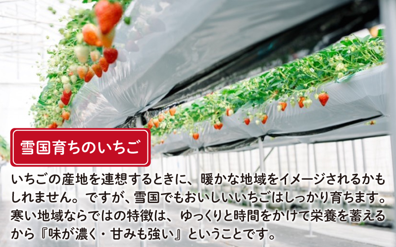 ふくおか農園の「雪国育ちのこだわりいちご」 4パック 【50個限定】3月16日まで！