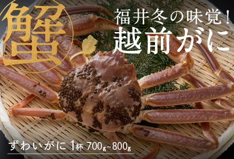 【産地直送】先行予約！ 福井の冬の王様！越前がに 700〜800g  2024年11月15日以降発送