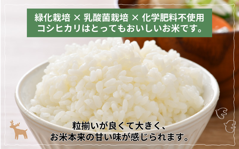 【新米・先行予約】【令和4年産】文殊米 コシヒカリ 白米 5kg（5kg × 1袋）真空パック【10月以降順次発送】