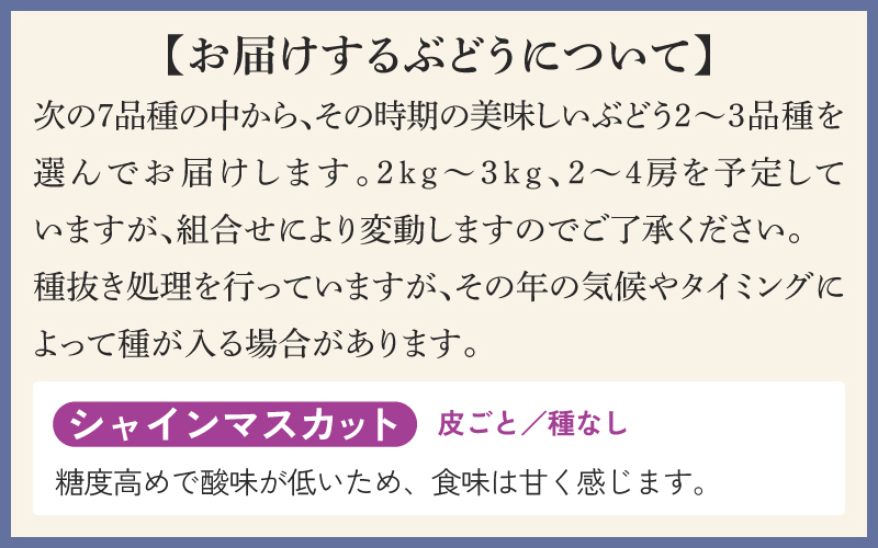 農家厳選！採れたてぶどうの詰合せ（品種おまかせ）