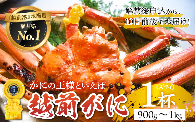 【産地直送】先行予約！ 福井の冬の王様！越前がに 900g〜1.0kg　2024年11月15日以降発送