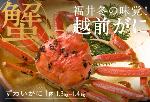 【産地直送】先行予約！ 福井の王様！越前がに 1.3〜1.4kg   2024年11月15日以降発送