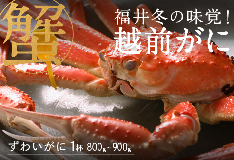 【産地直送】先行予約！ 福井の冬の王様！越前がに 800〜900g　2024年11月15日以降発送