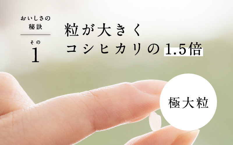 ã什å7幎ç£ããããŒã«èŸ²æ³ å®ç ç±³ ãã®ã¡ã®å£±