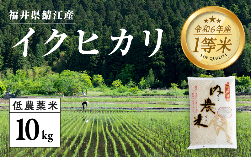 【令和6年産新米】福井県産 内農米 イクヒカリ 10kg　