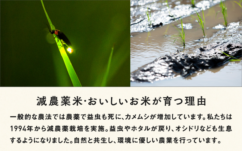 【令和6年産新米】福井県産 おしどり米 コシヒカリ 5kg  黒米300ｇ  