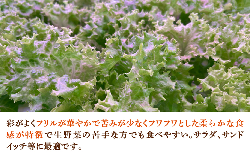 採れたてフレッシュな無農薬リーフレタス 8個入り
