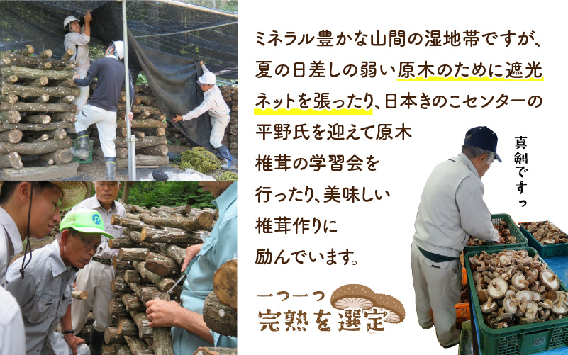 鯖江市産 原木乾燥椎茸「越のてまり」 （大・中サイズ）3パック &（小サイズ）2パック　計5パック