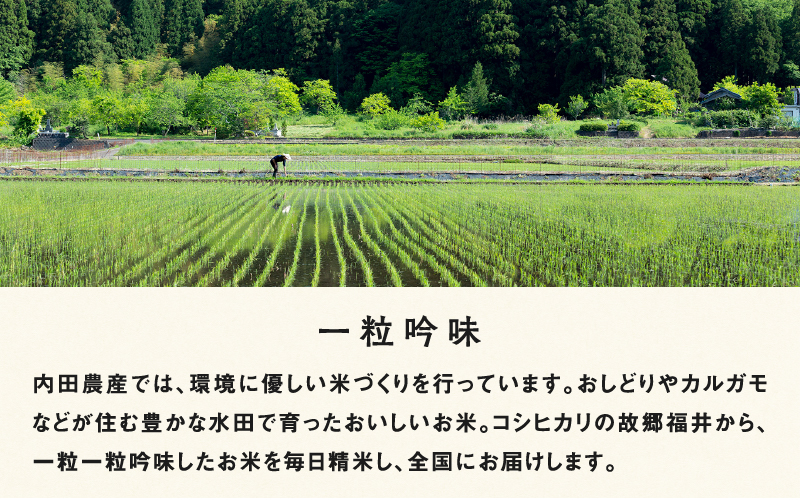 【3ヶ月連続お届け】2024年10月以降順次発送！新米！令和6年産 内農米コシヒカリ定期便 5kg × 3回 計15kg