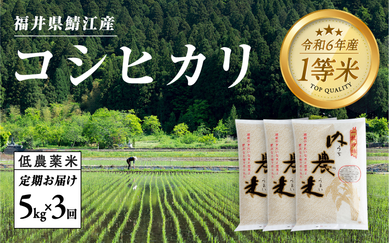 【3ヶ月連続お届け】2024年10月以降順次発送！新米！令和6年産 内農米コシヒカリ定期便 5kg × 3回 計15kg