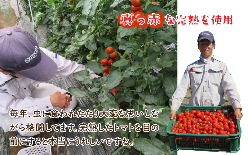 絶品！野菜のコクとうまみ 越のルビーのトマトカレー（レトルト） 210g × 5袋
