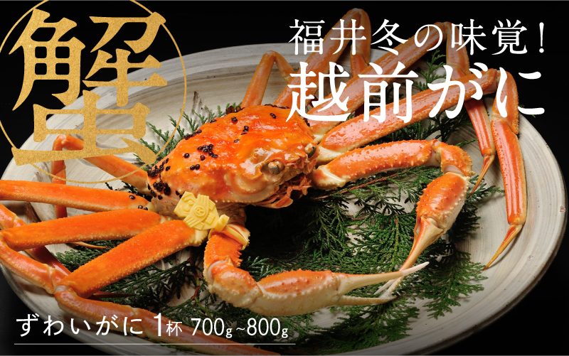 【産地直送】先行予約！ 福井の冬の王様！越前がに 700〜800g  2024年11月15日以降発送