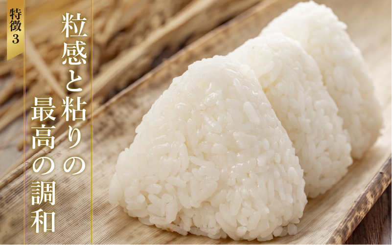 【寄付額見直し】令和7年産 いちほまれ 10kg（5kg × 2袋）×1回