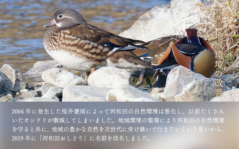 【数量限定】梵コラボ 純米大吟醸 地酒『河和田おしどり』