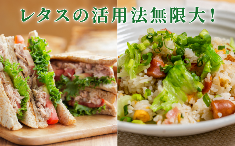 採れたてフレッシュな無農薬リーフレタス 8個入り