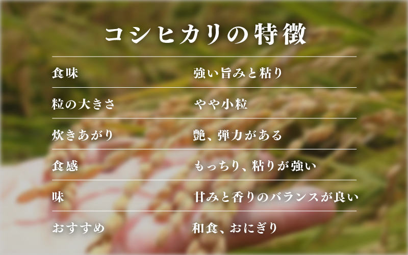 【数量限定！30袋限定販売！】＜2025年11月以降 順次発送予定＞令和7年産　コシヒカリ　通常便（1回配送）計10kg（5kg×2袋）