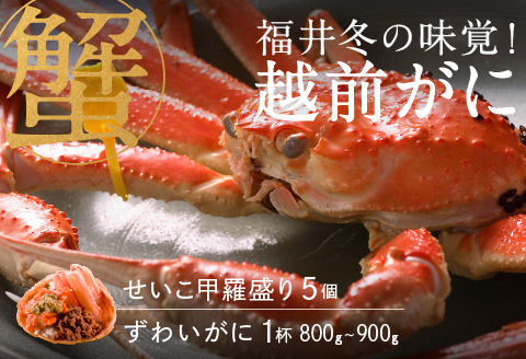 【産地直送】先行予約！ 福井冬の味覚！越前がに（ずわいがに活 800～900g 1杯） ＆ せいこ甲羅盛り5個  2024年11月15日以降発送