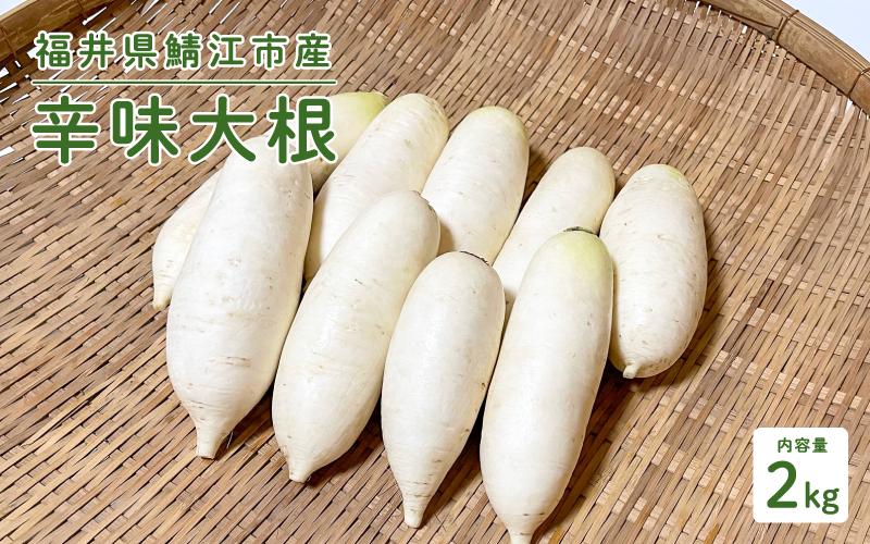 おろしそばに最適! 福井県産 辛味大根 2kg