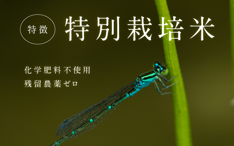 ã什å7幎ç£ããããŒã«èŸ²æ³ å®ç ç±³ ãã®ã¡ã®å£±