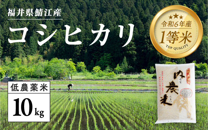 【令和6年産新米】福井県産 内農米 コシヒカリ 10kg　2024年10月以降順次発送！