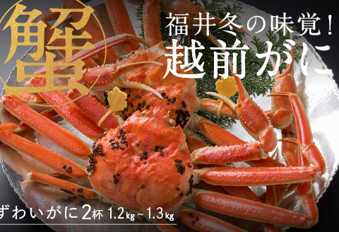 【産地直送】先行予約！ 福井の冬の王様！越前がに 1.2〜1.3kg × 2杯　2024年11月15日以降発送