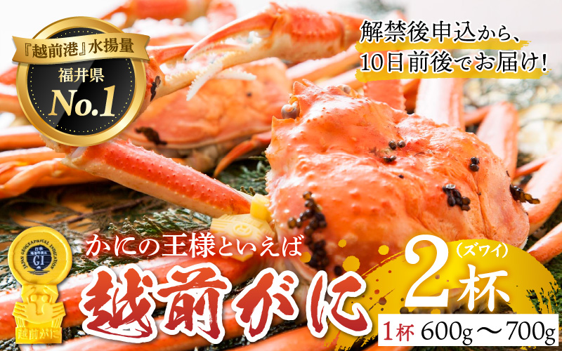 【産地直送】先行予約！ 福井冬の味覚！越前がに（600～700g × 2杯）2024年11月15日以降発送