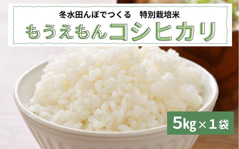 【令和7年産】冬水田んぼ米コシヒカリ（5kg × 1袋）真空パック