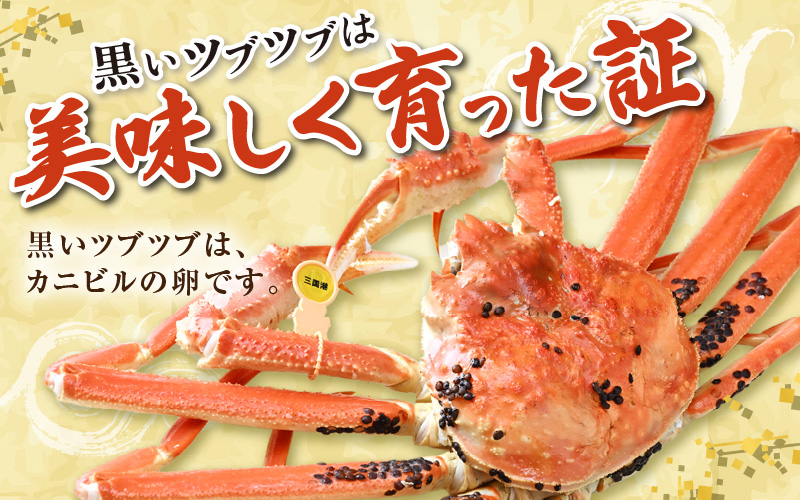 【先行予約】【3月発送限定】茹で越前がに 1杯 750g～900g（大サイズ以上）《新鮮！茹でたてを発送》／ 高級 福井 ブランド ズワイガニ 黄色タグ ボイル 冷蔵 蟹 カニ 期間限定 【最終受付3月10日まで】※2027年3月上旬～2027年3月中旬で発送 [aw002-x003_03]