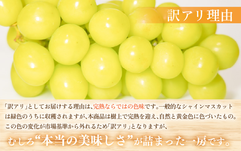 【先行予約】【訳あり】10月特選 ぶどうセットM 1kg以上（2～3房）／ 葡萄 シャインマスカット 完熟 ゴールデン シャイン 品種 おまかせ あわら 農家おすすめ ※2026年10月より順次発送 [aw007-a002]