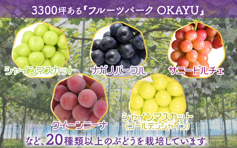 【先行予約】9月特選 ぶどうセットL 1.7kg以上（3～4房）／ 葡萄 クイーンニーナ 品種 おまかせ あわら 農家おすすめ ※2026年9月より順次発送 [aw007-b003]
