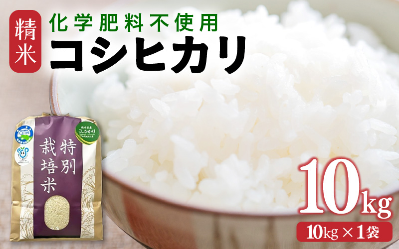 【先行予約】【令和8年産】 化学肥料不使用コシヒカリ 精米10kg（10kg×1袋） / 白米 米 福井県あわら市産 美味しい 特別栽培米 減農薬 安心な米 旨味 甘み もっちり エコファーマー こしひかり 冷蔵保管米 ※2026年10月上旬以降発送予定 [aw010-b028]