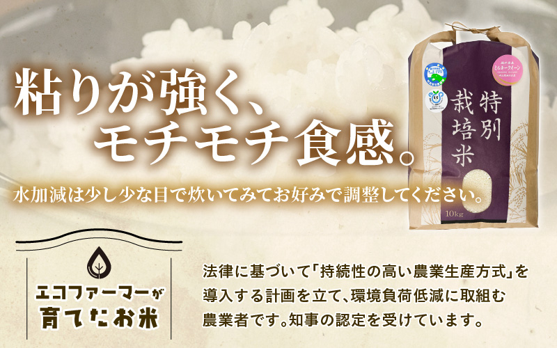 【先行予約】【令和8年産】化学肥料不使用 ミルキークイーン 精米 10kg × 1袋 / 白米 米 福井県あわら市産 美味しい 特別栽培米 減農薬 安心な米 旨味 甘み もっちり 冷蔵保管米 ※2026年10月上旬以降発送予定 [aw010-b023]