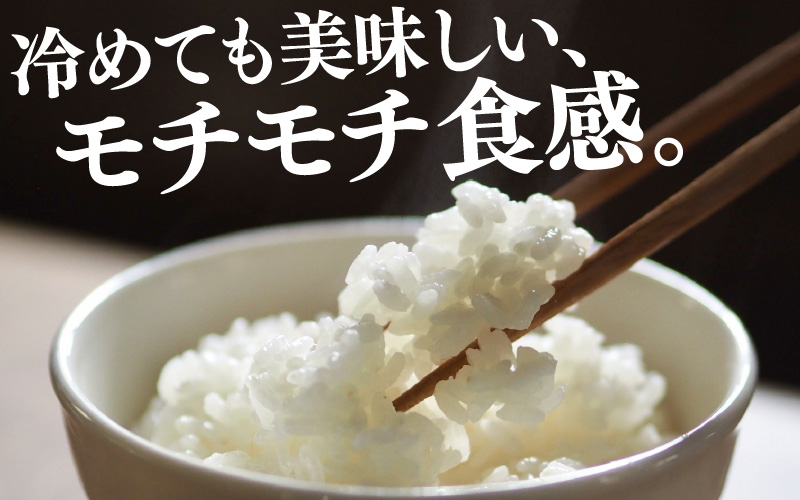 【令和7年産】化学肥料不使用 特別栽培米 ミルキープリンセス 精米 10kg × 1袋 / 白米 米 福井県あわら市産 美味しい 特別栽培米 減農薬 安心な米 旨味 甘み もっちり 冷蔵保管米 [aw010-a059]