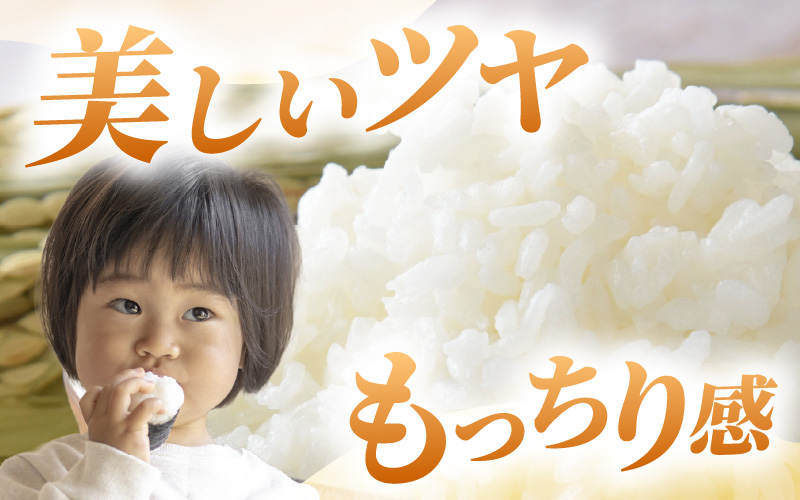 【令和7年産】あきさかり　精米 10kg × 1袋（計10kg） ／ 福井県産 ブランド米 ご飯 白米 お米 コメ 新鮮 [aw012-a043]