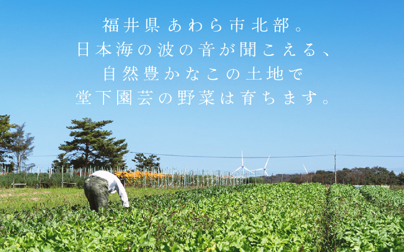 【3ヶ月連続お届け】農家直送 旬の野菜セット 7品目以上 1箱 ／ 定期便 3回 季節 野菜 ボックス BOX セット セレクト 農家 おまかせ 多品目 旬 詰め合わせ 根菜 葉物 [aw028-a001]