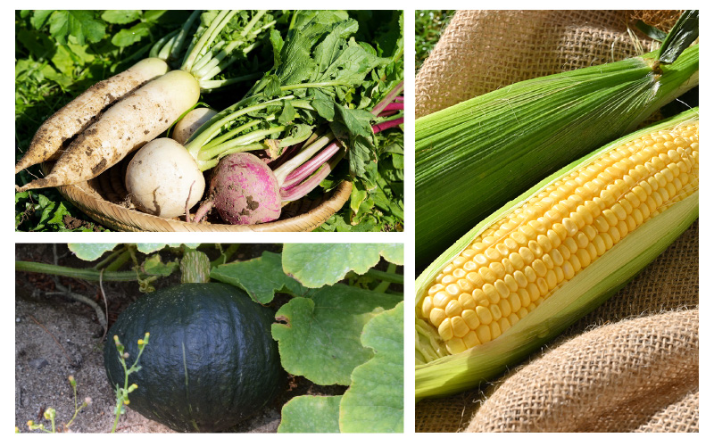 【3ヶ月連続お届け】農家直送 旬の野菜セット 7品目以上 1箱 ／ 定期便 3回 季節 野菜 ボックス BOX セット セレクト 農家 おまかせ 多品目 旬 詰め合わせ 根菜 葉物 [aw028-a001]