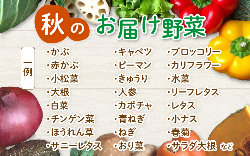 【先行予約】農家直送 秋野菜セット 1箱 7品目以上 《元気に育った新鮮野菜！》※2026年10月下旬以降発送 [aw028-a010]