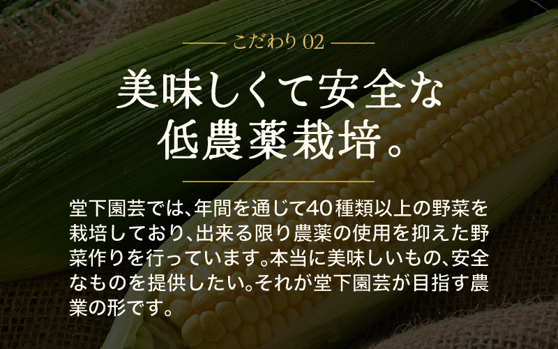 【6ヶ月連続お届け】農家直送 旬の野菜セット 7品目以上 1箱 ／ 定期便 6回 季節 野菜 ボックス BOX セット セレクト 農家 おまかせ 多品目 旬 詰め合わせ 根菜 葉物 [aw028-c002]